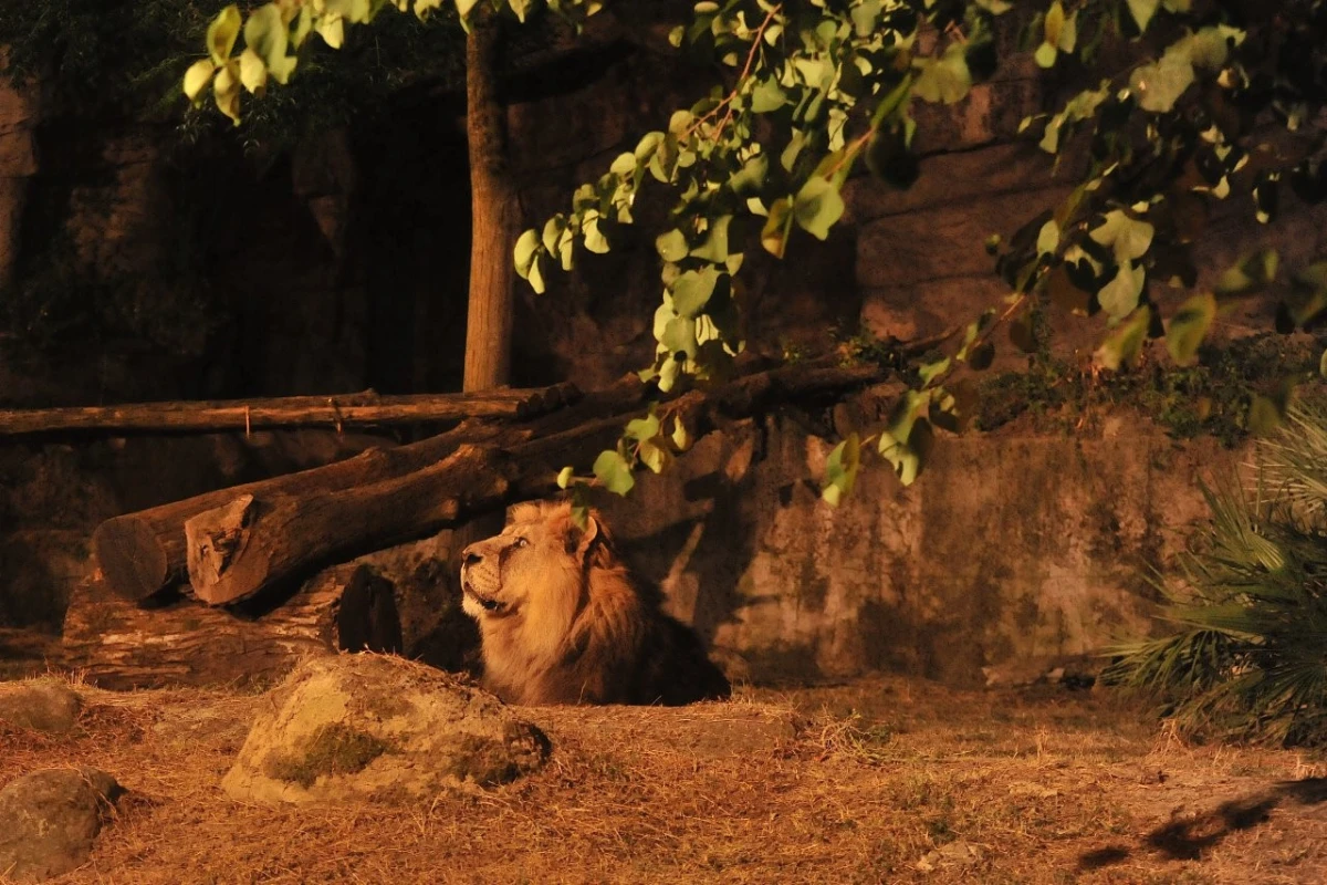 IL BIOPARCO AL TRAMONTO’: prolungamento orario straordinario fino alle 21.30 