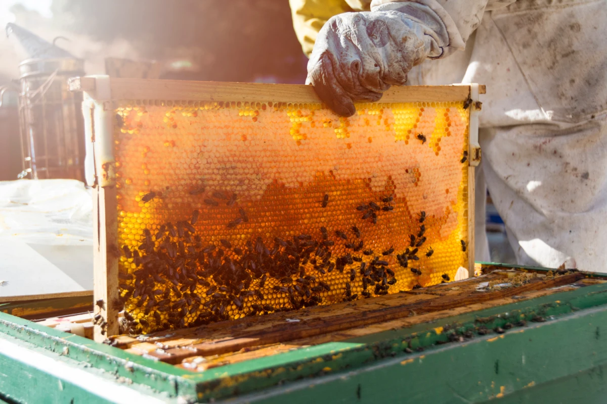 Apicoltura Piana chiude il 2025 con 26,3 milioni di fatturato, spinta dal marchio Piana Miele che cresce del 12%