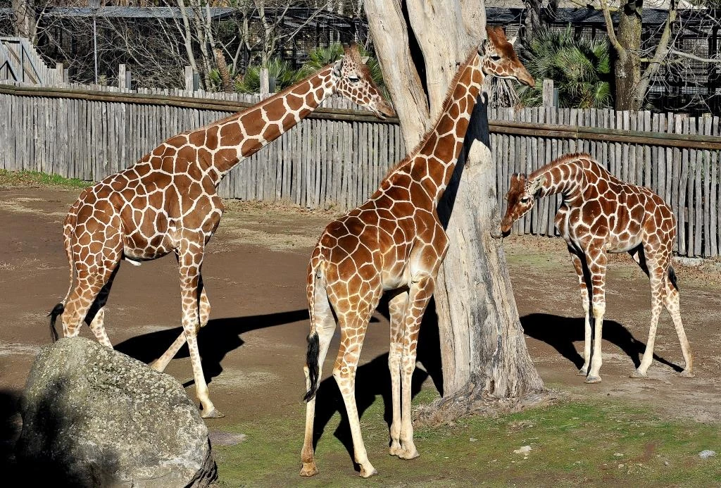 L’EVENTO ‘IL BIOPARCO AL TRAMONTO’ ENTRA NEL VIVO