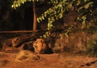 IL BIOPARCO AL TRAMONTO’: prolungamento orario straordinario fino alle 21.30 