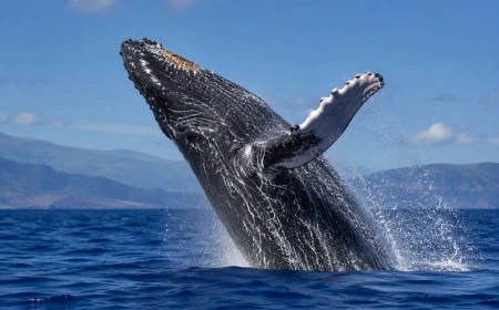 Megattere da record, due esemplari attraversano 15 mila chilometri tra Brasile e Australia
