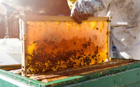 Apicoltura Piana chiude il 2025 con 26,3 milioni di fatturato, spinta dal marchio Piana Miele che cresce del 12%