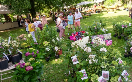Menta e Rosmarino 2026, kermesse botanica sul Lago d'Orta - Il programma completo