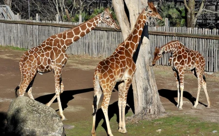 L’EVENTO ‘IL BIOPARCO AL TRAMONTO’ ENTRA NEL VIVO