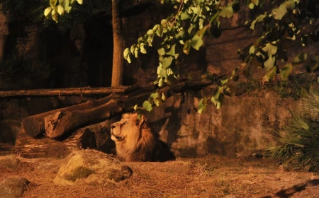 IL BIOPARCO AL TRAMONTO’: prolungamento orario straordinario fino alle 21.30 