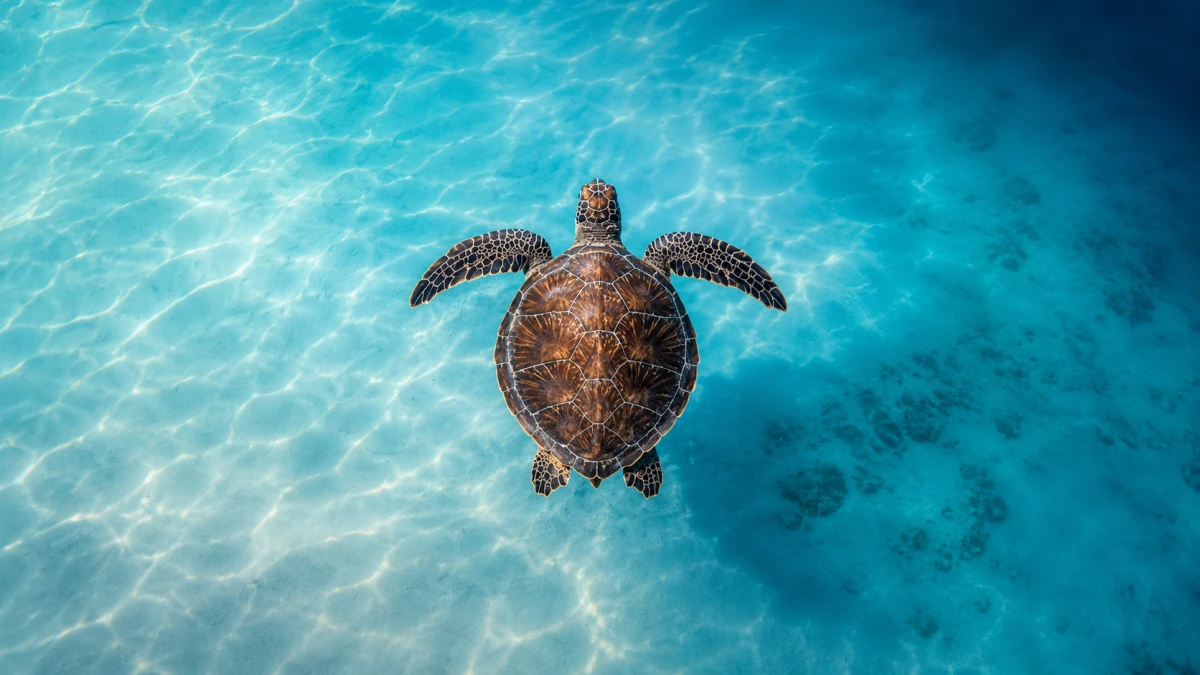 Ocean Film Festival World Tour Italia 2026