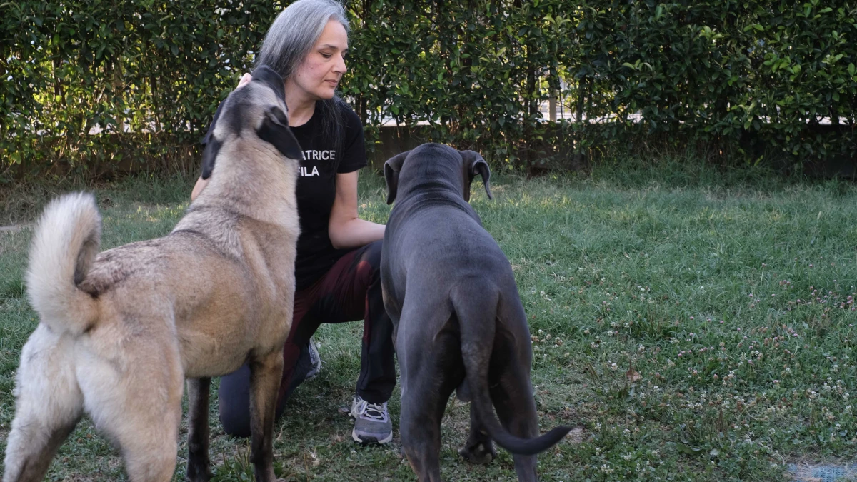 Cani sempre più stressati con il caldo: i segnali da non ignorare per evitare situazioni di rischio per quelli reattivi