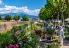 Murabilia 2026 a Lucca: mostra mercato del giardinaggio con oltre 200 espositori