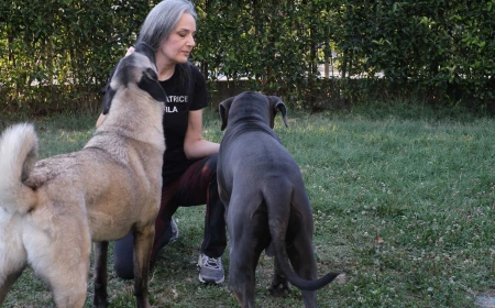 Cani sempre più stressati con il caldo: i segnali da non ignorare per evitare situazioni di rischio per quelli reattivi