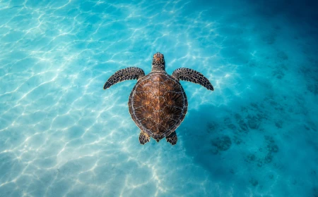 Ocean Film Festival World Tour Italia 2026