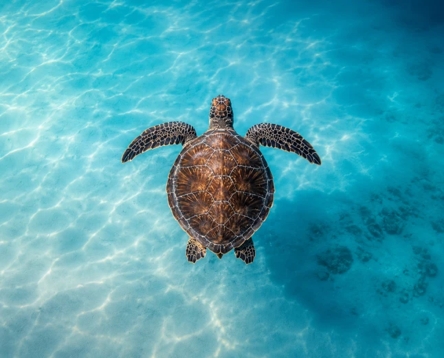 Ocean Film Festival World Tour Italia 2026