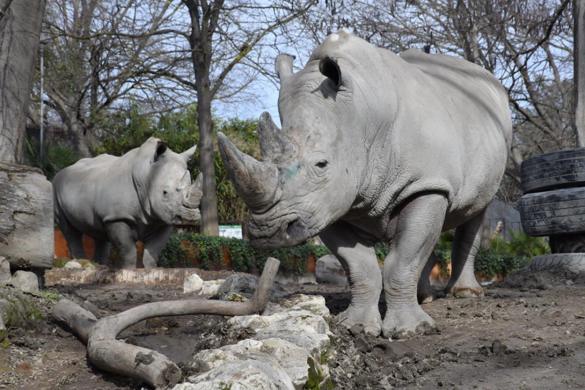 Giornata Mondiale del Rinoceronte 2026 al Bioparco di Roma: attività, visite e una statua dedicata al rinoceronte di Giava