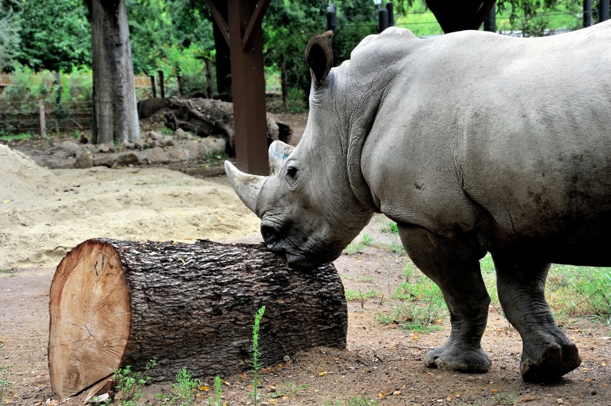 Giornata Mondiale del Rinoceronte 2026 al Bioparco di Roma: attività, visite e una statua dedicata al rinoceronte di Giava