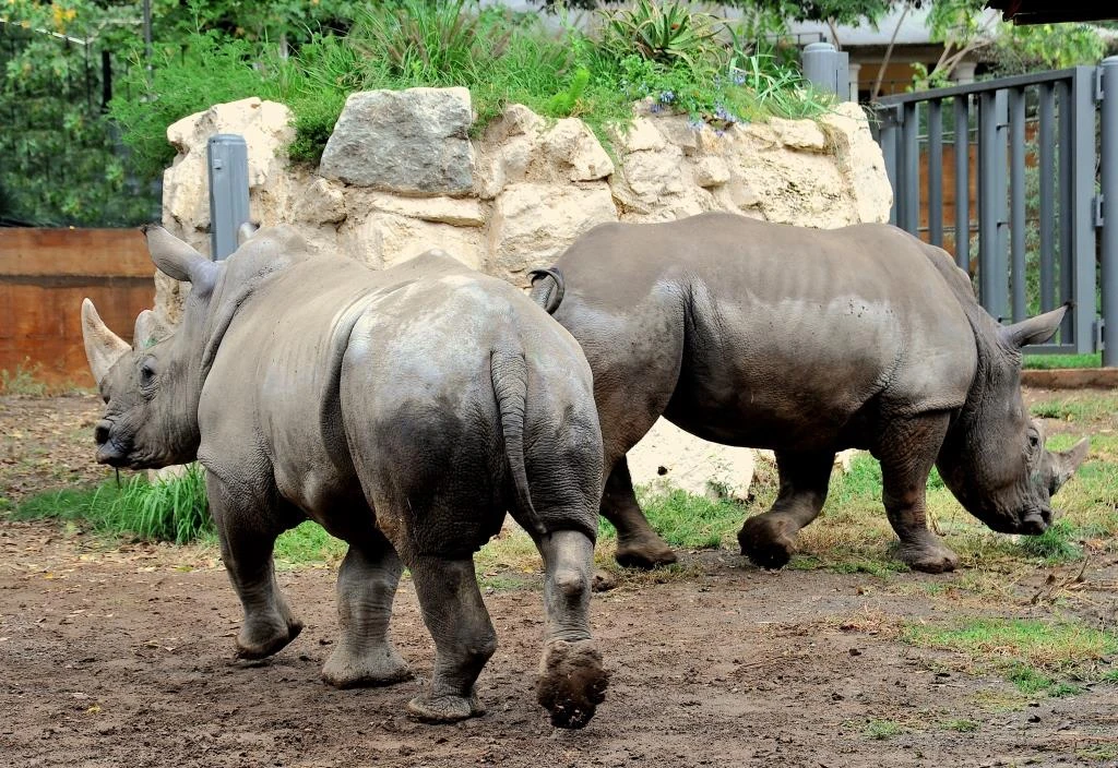 Giornata Mondiale del Rinoceronte 2026 al Bioparco di Roma: attività, visite e una statua dedicata al rinoceronte di Giava