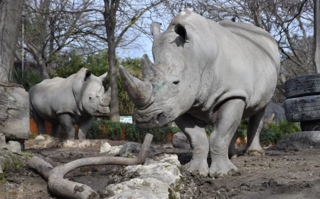 Giornata Mondiale del Rinoceronte 2026 al Bioparco di Roma: attività, visite e una statua dedicata al rinoceronte di Giava