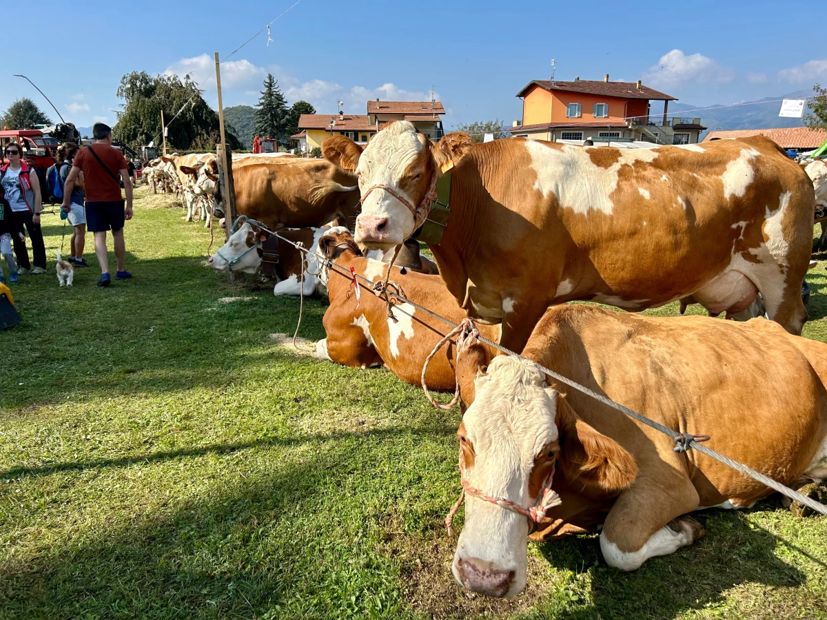 Domenica 11 ottobre torna la Fiera Zootecnica di Armeno