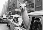 Inge Morath. Lo sguardo laterale: la mostra a Milano
