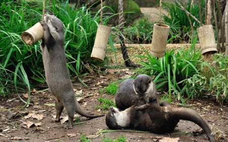 Tra acqua, aria e terra: tre giornate al Bioparco di Roma dedicate alle zone umide