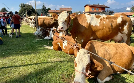 Domenica 11 ottobre torna la Fiera Zootecnica di Armeno